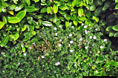056.2023-06-02-A-Poole-garden-in-early-June.-56-