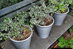 060.2023-06-02-A-Poole-garden-in-early-June.-60-