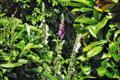 068.2023-06-02-A-Poole-garden-in-early-June.-68-