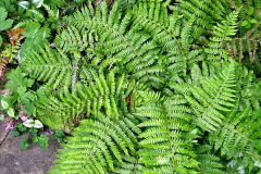 071.2023-06-02-A-Poole-garden-in-early-June.-71-