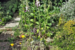 074.2023-06-02-A-Poole-garden-in-early-June.-74-