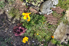 075.2023-06-02-A-Poole-garden-in-early-June.-75-