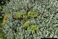 077.2023-06-02-A-Poole-garden-in-early-June.-77-