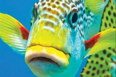 002.2023-June.-Coral-Reefs-of-the-Woirld.-2-