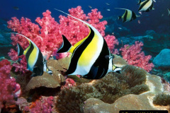 006.2023-June.-Coral-Reefs-of-the-Woirld.-6-