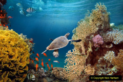 Life-giving sunlight underwater. Sun beams shinning underwater on the tropical coral reef. Ecosystem and environment conservation