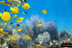015.2023-June.-Coral-Reefs-of-the-Woirld.-15-