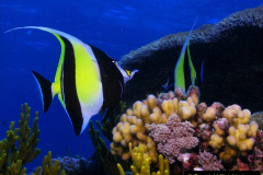 016.2023-June.-Coral-Reefs-of-the-Woirld.-16-