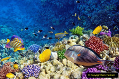 023.2023-June.-Coral-Reefs-of-the-Woirld.-23-