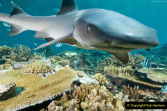 028.2023-June.-Coral-Reefs-of-the-Woirld.-28-