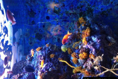 033.2023-June.-Coral-Reefs-of-the-Woirld.-33-