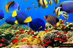 056.2023-June.-Coral-Reefs-of-the-Woirld.-56-