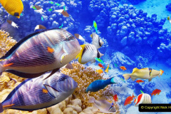 057.2023-June.-Coral-Reefs-of-the-Woirld.-57-