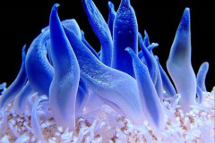 068.2023-June.-Coral-Reefs-of-the-Woirld.-68-