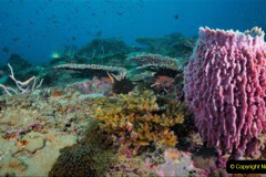 071.2023-June.-Coral-Reefs-of-the-Woirld.-71-