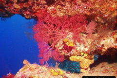 074.2023-June.-Coral-Reefs-of-the-Woirld.-74-