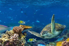 076.2023-June.-Coral-Reefs-of-the-Woirld.-76-