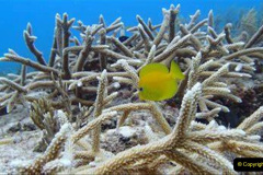 078.2023-June.-Coral-Reefs-of-the-Woirld.-78-
