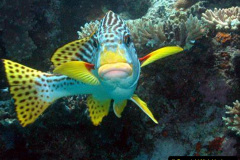 080.2023-June.-Coral-Reefs-of-the-Woirld.-80-