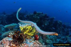 082.2023-June.-Coral-Reefs-of-the-Woirld.-82-