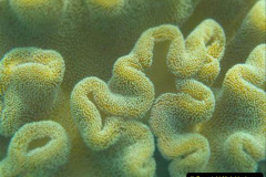 113.2023-June.-Coral-Reefs-of-the-Woirld.-113-