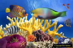 118.2023-June.-Coral-Reefs-of-the-Woirld.-118-