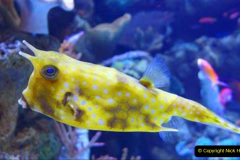 119.2023-June.-Coral-Reefs-of-the-Woirld.-119-