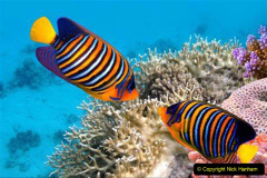 120.2023-June.-Coral-Reefs-of-the-Woirld.-120-