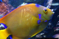 121.2023-June.-Coral-Reefs-of-the-Woirld.-121-