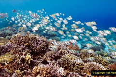 128.2023-June.-Coral-Reefs-of-the-Woirld.-128-