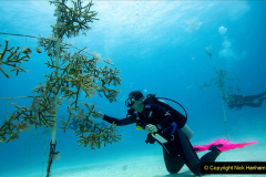 135.2023-June.-Coral-Reefs-of-the-Woirld.-135-