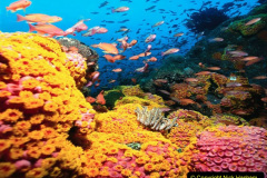 136.2023-June.-Coral-Reefs-of-the-Woirld.-136-