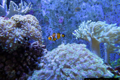 180.2023-June.-Coral-Reefs-of-the-Woirld.-180-