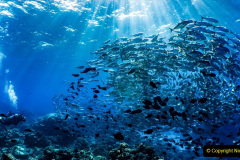 185.2023-June.-Coral-Reefs-of-the-Woirld.-185-