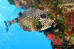 188.2023-June.-Coral-Reefs-of-the-Woirld.-188-