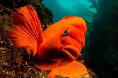 189.2023-June.-Coral-Reefs-of-the-Woirld.-189-