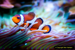 190.2023-June.-Coral-Reefs-of-the-Woirld.-190-