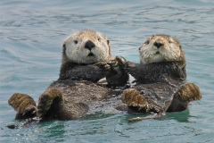001.2023-June.-Otters.-1-