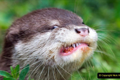 003.2023-June.-Otters.-3-