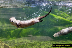 004.2023-June.-Otters.-4-