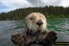 005.2023-June.-Otters.-5-