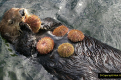 006.2023-June.-Otters.-6-