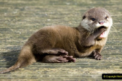 007.2023-June.-Otters.-7-