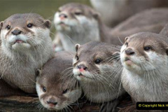 008.2023-June.-Otters.-8-