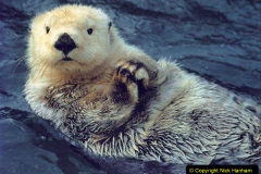 012.2023-June.-Otters.-12-