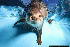 013.2023-June.-Otters.-13-