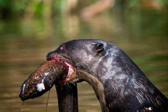 014.2023-June.-Otters.-14-