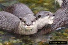 015.2023-June.-Otters.-15-