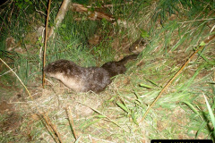 016.2023-June.-Otters.-16-