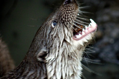 017.2023-June.-Otters.-17-